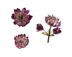 Set of purple astrantia flowers isolated