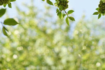 Spring green background with twigs of elm-tree