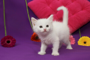 A small white kitten on a lilac background with flowers.