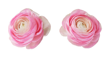 Set of pink ranunculus flowers isolated - Powered by Adobe