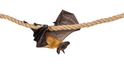 Young adult flying fox, fruit bat aka Megabat, crawling from left to right over sisal rope. Looking in direction of movement. Isolated on white background.