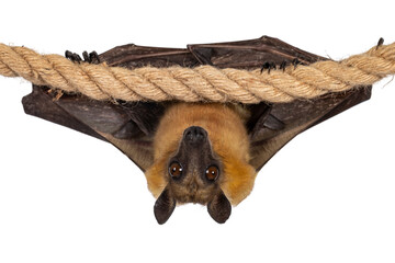 Young adult flying fox, fruit bat aka Megabat, hanging on sisal rope with wings folded. Looking straight into camera. Isolated on white background.