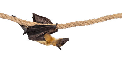 Fototapeta premium Young adult flying fox, fruit bat aka Megabat, cmoving from left to right over sisal rope. Looking to the side. Isolated on white background.