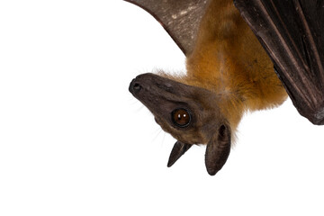 Head shot of young adult flying fox, fruit bat aka Megabat, hanging upside down. Looking sode ways away from camera. Isolated on white background.