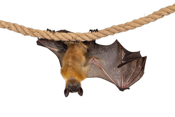 Funny face pic of young adult flying fox, fruit bat aka Megabat, hanging on sisal rope with one...