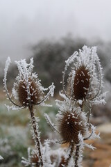 givre, chardon, gel, gros plan 