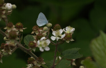 Faulbaum-Bläuling (Celastrina argiolus)