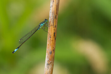 Große Pechlibelle (Ischnura elegans)