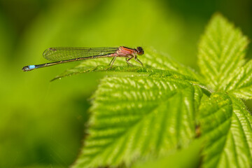 Große Pechlibelle (Ischnura elegans)