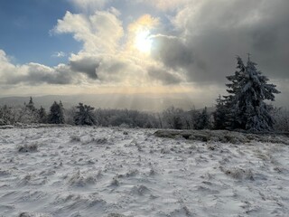 snow covered trees