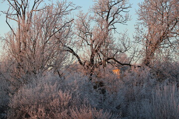 givre, rosé, couleur, aube, lumière, luminosité, gel