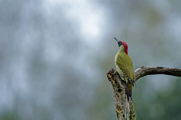 Grünspecht (Picus viridis)