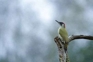 Grünspecht (Picus viridis)