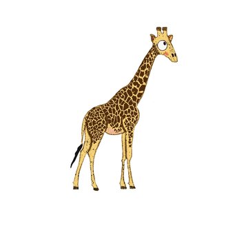 Funny giraffe on white background. Cute African animal illustration for kids fabric, wallpapers, interior design, nursing. Isolated.