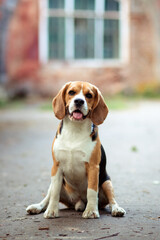 Brown dog beagle sitting in nice old English mansion location. Brick wall background. Summer time