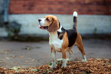 Closeup portrait Brown dog beagle staying in nice old English location among beautiful bright...