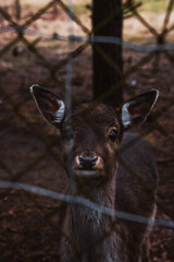 Little deer cub behind the fence