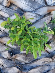 A parasite growing on a coconut tree