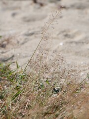 grass in the sand
