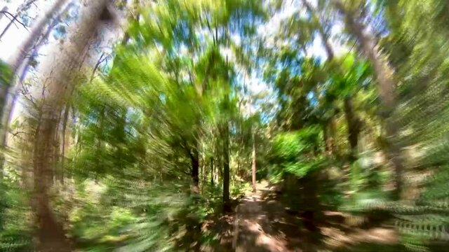 Pov timelapse or hyperlapse. First-person shooting of hiking, walking through the rainforest, Minnamurra rainforest, Sydney Australia
