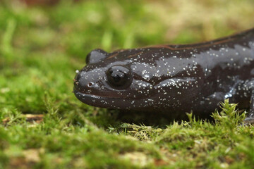 Naklejka na ściany i meble Closeup on the head of a rare white speckled subadult Ishizuchi salamander, Hynobius hirosei on green moss
