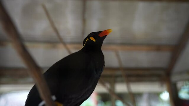Gracula religiosa myna bird talking in a cage, Thailand. The common hill myna or Gracula religiosa formerly simply known as hill myna bird, resident of South Asia and Southeast Asia. There is sound