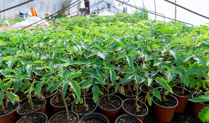 Tomato seedlings in peat pot for growing. Growing vegetables in a greenhouse.