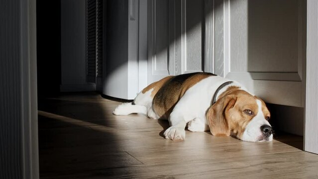 Dog Beagle lies at home on the floor and preparing to sleep. The puppy is resting, lying stretched out in the rays of the sunset. Mans best friend. High quality 4k footage