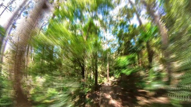 Pov timelapse or hyperlapse. First-person shooting of hiking, walking through the rainforest, Minnamurra rainforest, Sydney Australia