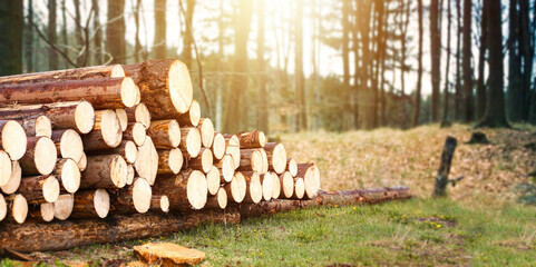 Forest pine and spruce trees. Log trunks pile, the logging timber wood industry in sunny forest.