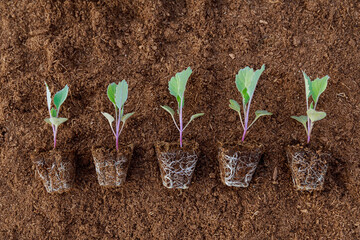 Cabbage seedlings on a background of peat. Growing a healthy root system.
