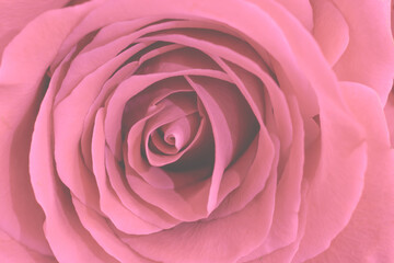 Pink macro pastel toned rose flower. Copy space floral backdrop core with many delicate silken petals, design element valentine's day