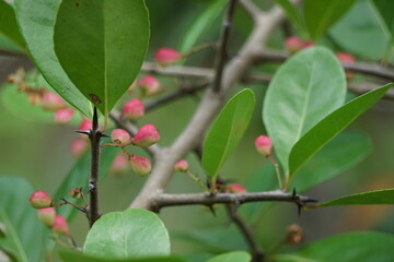 Prunus angustifolia (Also called Chickasaw plum, Cherokee plum, Florida sand) with a natural background