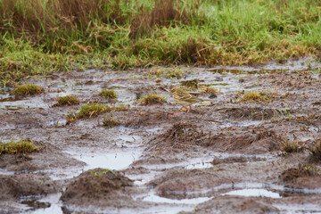 Wiesenpieper bei der Futtersuche