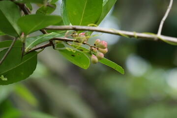 Prunus angustifolia (Also called Chickasaw plum, Cherokee plum, Florida sand) with a natural background