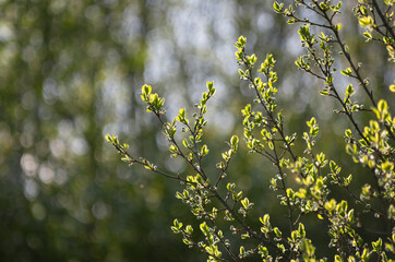 Branches illuminated by the spring sun with leaves and flower buds on a background with a beautiful bokeh