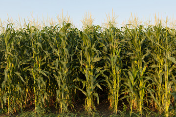 wall of tall corn plants, green texture, agriculture concept