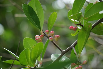 Prunus angustifolia (Also called Chickasaw plum, Cherokee plum, Florida sand) with a natural...