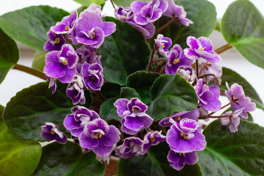 Many little blossoming african violet flowers saintpaulia in pot. Decoration for windowsill at home