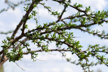 Buckthorne bush with little young leaves in garden. Harvesting and cultivation eco berry trees