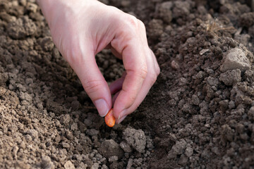 Woman fingers are holding seed of bean vegetale to planting it in the soil of garden bed. Harvesting and cultivation