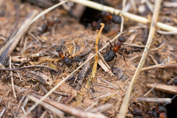Wild tiny ants running on the ground and working in the anthill, macro close up