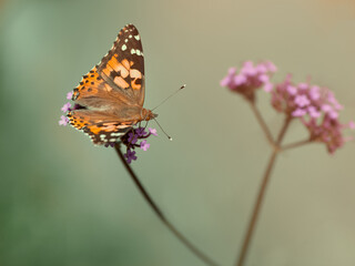 Atalanta butterfly on verbena flower