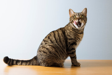 こちらを向いて舌を出してぺろっとするキジトラ猫