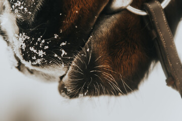 lips of a horse close-up. mustache and whiskers. the horse is licking. animal body parts.