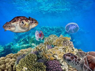 Green sea turtles above coral reef underwater