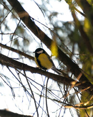 bird on a branch