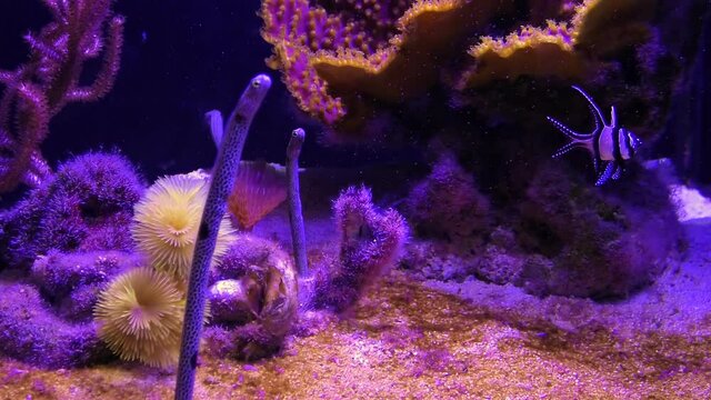 Banggai cardinal fish and Spotted garden eel of aquarium with anemone in coral reef. Heteroconger hassi species of family Congridae living in Indo-Pacific seas, from Red Sea to Polynesia and Australia