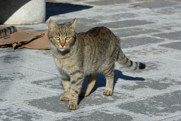 Street cats of Istanbul city.