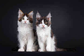 Fototapeta na wymiar Two Maine Coon cat kittens, sitting beside each other. Both looking towards camera with yellow eyes. Isolated on a black background.